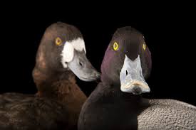 Image result for Aythya affinis