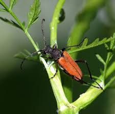 Attēlu rezultāti vaicājumam “Anastrangalia sanguinolenta”