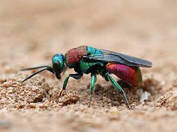 Attēlu rezultāti vaicājumam “Hedychrum sp.”