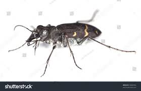 Attēlu rezultāti vaicājumam “Cicindela sylvatica”