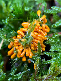 Attēlu rezultāti vaicājumam “Leocarpus fragilis young”