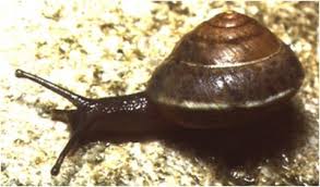 Attēlu rezultāti vaicājumam “Malacolimax tenellus”