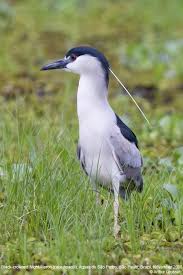 Attēlu rezultāti vaicājumam “Nycticorax nycticorax adult”