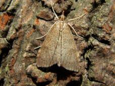 Attēlu rezultāti vaicājumam “Udea fulvalis”