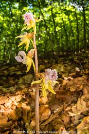 Attēlu rezultāti vaicājumam “Epipogium aphyllum flower”