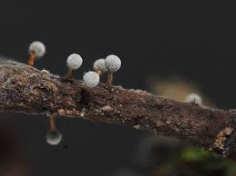 Attēlu rezultāti vaicājumam “Didymium proximum macro”