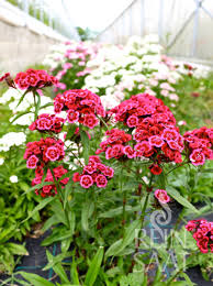 Image result for Dianthus barbatus
