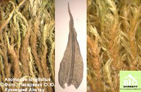 Attēlu rezultāti vaicājumam “Anomodon longifolius”