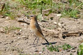 Attēlu rezultāti vaicājumam “Oenanthe oenanthe female”