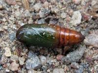 Attēlu rezultāti vaicājumam “Eucarta virgo”