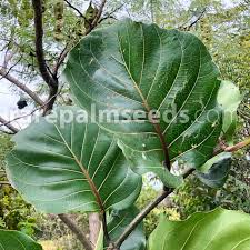 Attēlu rezultāti vaicājumam “Cinna latifolia fruit”