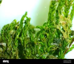 Attēlu rezultāti vaicājumam “Leskea polycarpa”