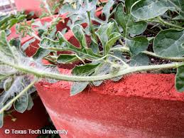 Attēlu rezultāti vaicājumam “Citrullus lanatus leaf”
