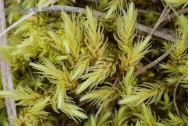 Attēlu rezultāti vaicājumam “Aulacomnium palustre”