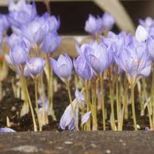 Attēlu rezultāti vaicājumam “Crocus speciosus”