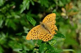 Attēlu rezultāti vaicājumam “Argynnis adippe male”