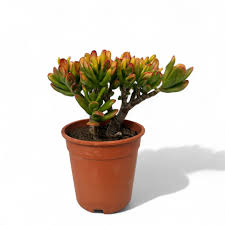 Image result for Crassula hobbit