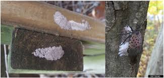 Attēlu rezultāti vaicājumam “Trichoptera egg mass”