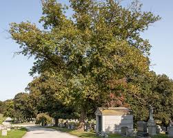 Attēlu rezultāti vaicājumam “Fraxinus pennsylvanica”