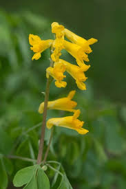 Attēlu rezultāti vaicājumam “Corydalis intermedia flower”