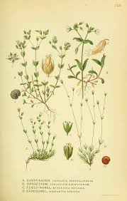 Attēlu rezultāti vaicājumam “Cerastium holosteoides fruit”