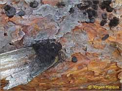 Attēlu rezultāti vaicājumam “Amaurochaete sp.”