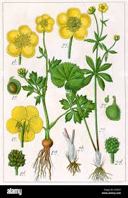 Attēlu rezultāti vaicājumam “Ranunculus cassubicus bud”