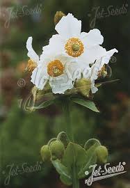 Image result for Meconopsis betonicifolia alba