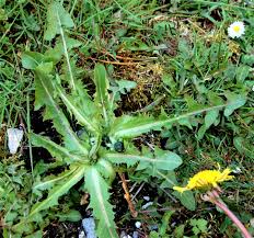 Attēlu rezultāti vaicājumam “Taraxacum suecicum”