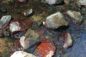 Attēlu rezultāti vaicājumam “Hildenbrandia rivularis”