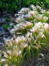 Attēlu rezultāti vaicājumam “Hordeum jubatum”