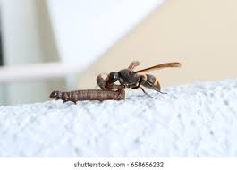 Attēlu rezultāti vaicājumam “Eumenidae”