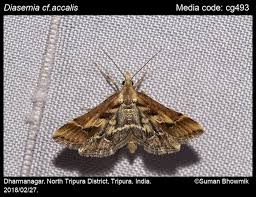 Attēlu rezultāti vaicājumam “Diasemia reticularis”