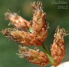 Attēlu rezultāti vaicājumam “Schoenoplectus lacustris subsp. glaucus bud”