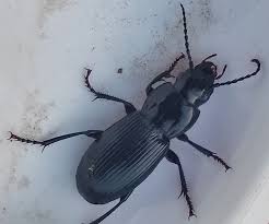 Attēlu rezultāti vaicājumam “Pterostichus melanarius”