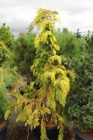 Attēlu rezultāti vaicājumam “Chamaecyparis lawsoniana”