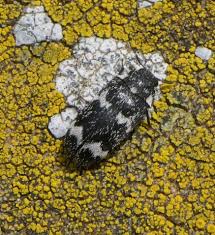 Attēlu rezultāti vaicājumam “Megatoma undata”