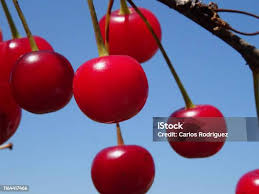 Attēlu rezultāti vaicājumam “Cerasus fruit”