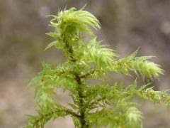 Attēlu rezultāti vaicājumam “Rhytidiadelphus triquetrus sporophyte”