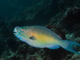 Image result for Scarus rubroviolaceus