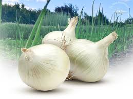 Image result for Zwiebeln