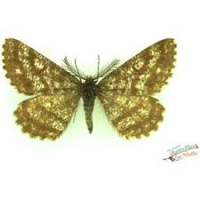 Attēlu rezultāti vaicājumam “Pareulype berberata”