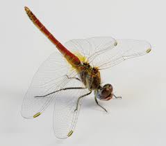 Attēlu rezultāti vaicājumam “Sympetrum”