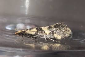 Attēlu rezultāti vaicājumam “Denisia similella”