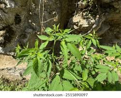 Attēlu rezultāti vaicājumam “Eupatorium cannabinum leaf”