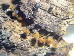 Attēlu rezultāti vaicājumam “Metatrichia floriformis”