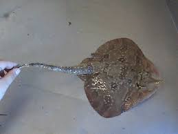 Image result for Raja straeleni