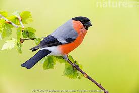 Attēlu rezultāti vaicājumam “Pyrrhula pyrrhula”