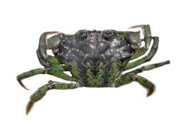 Image result for Carcinus maenas