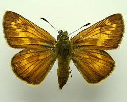 Attēlu rezultāti vaicājumam “Ochlodes sylvanus”